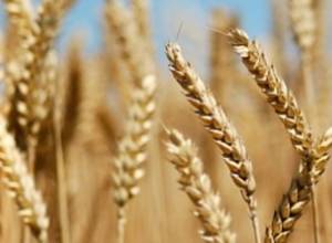 Barley to be stored up at AMD 105 in Artsakh