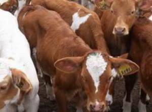 «Эпидемиологи попадают в Красную книгу»