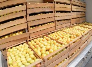 Сегодня в республике началась скупка абрикосов