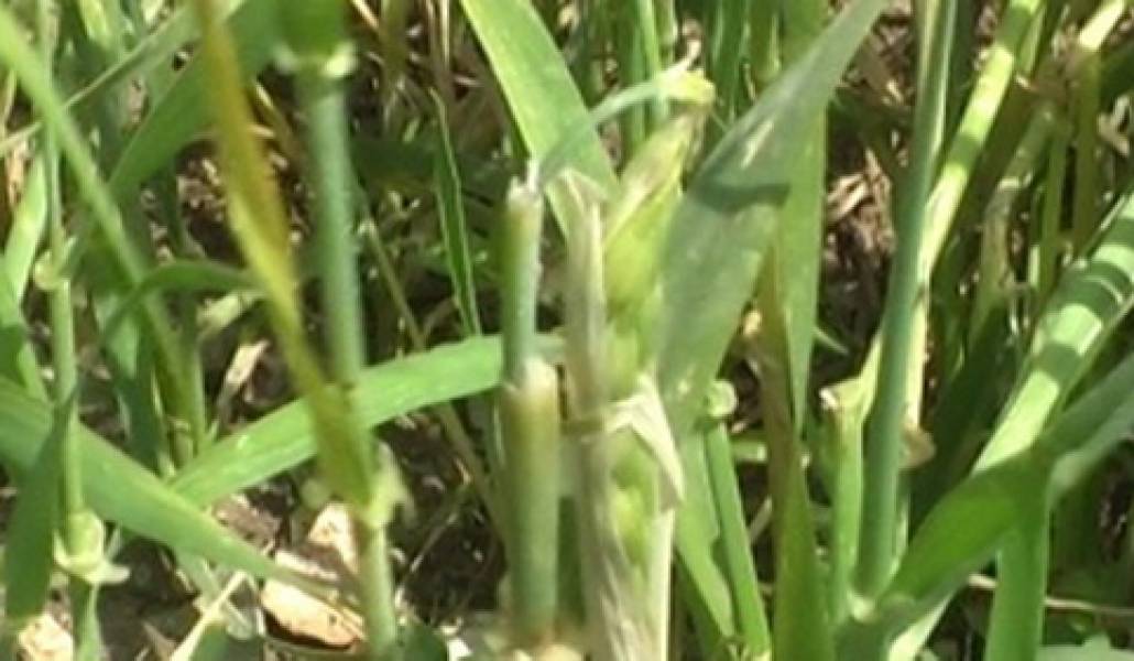 1466766577_karktakayan