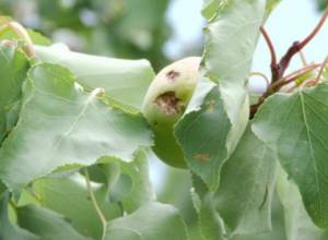 “Anyone will get offended, if you offer it”