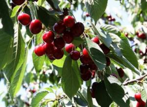 Ինչպես մեղմել կարկտահարության վնասները