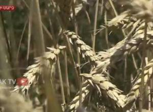 Կարկուտը ջաջուռցու բերքը տարել է