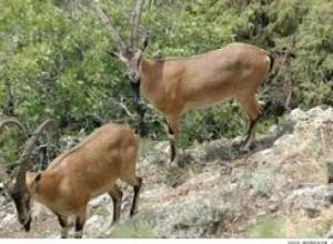 Գրանցվել է Բեզոարյան այծի ապօրինի որս