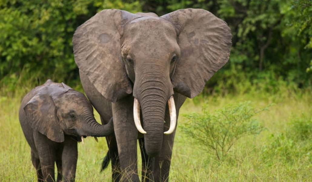 elephants