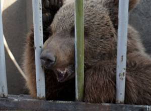 Bear cub registered in Armenia’s Red Book found in Yerevan neighbourhood - Hetq.am