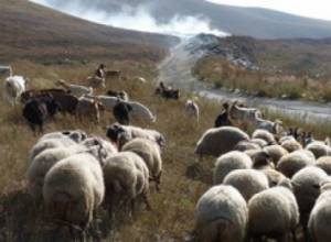 Village headman: Whole village looking for sheep