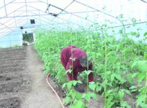 Only women work in greenhouses in Armenia