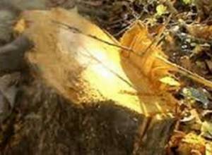 Հայտնաբերել են անտառագողերի