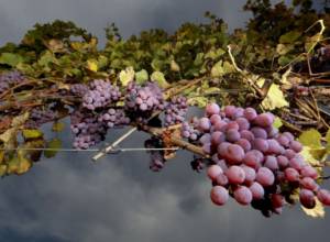 Farmers in Aghavnadzor close all facilities, demand pay for last year’s produce