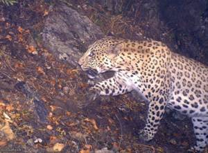 WWF-Armenia launches Leopard Caretakers Network Project