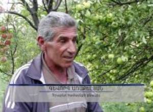 Ինչպես ճիշտ քաղել խնձորը