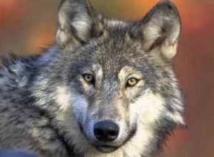 Wolf kills seven goats in Armenian village