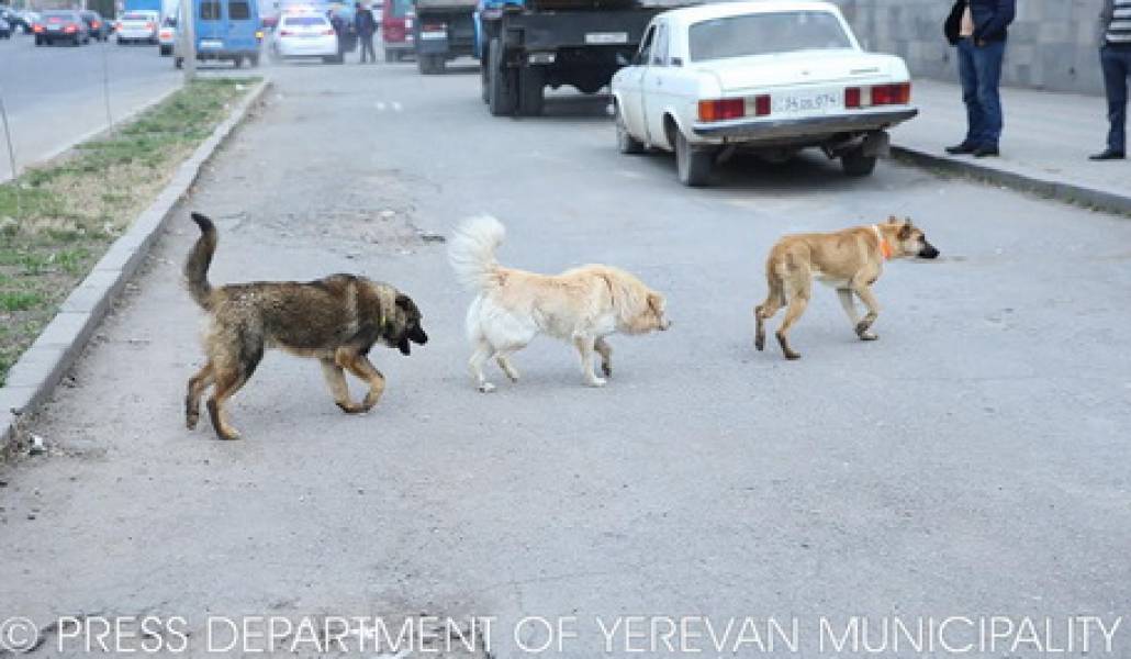 dogs