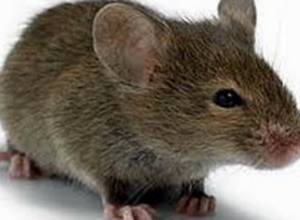 Զգուշացում՝ մարզերում ակտիվացել են կրծողները