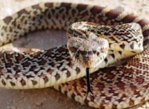 Blunt-nosed viper caught and transferred to Yerevan zoo