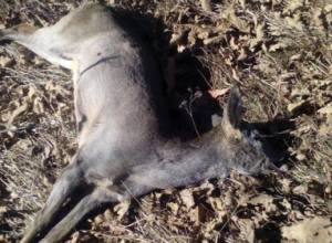 Roe deer hunted in Dilijan National Park