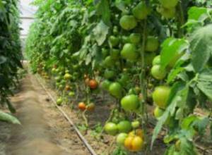 Կոտայքի մարզում հիմնելու են հիդրոպոնիկ եղանակով աշխատող ջերմոցային տնտեսություն