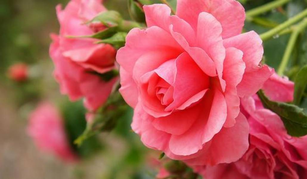 roseUetersen