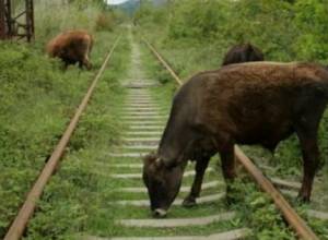 Train hits flock of sheep in Armenia