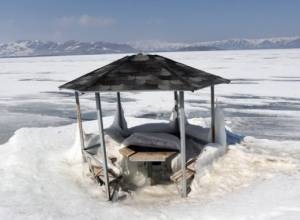 Սևանա լճի սառցակալման պատճառով այնտեղ բնադրվող թռչունների վիճակի մասին