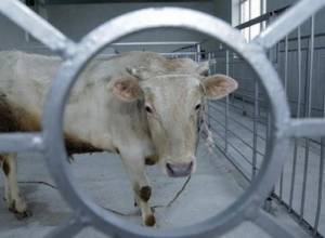 Во время перехода к обязательному забою в скотобойнях могут возникнуть проблемы