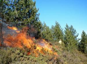 Servicemen and citizens assist in fight against forest fire