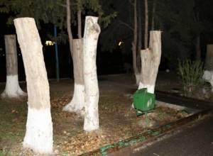 Полицейские обнаружили человека, срубившего 23 тополей в квартале Давташен