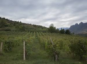 In the result of shots fired by enemy grape yards of Aygehovit residents damaged