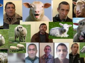 Կեղծ փողերով գառ ու ոչխար են ձեռք բերել