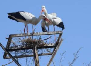 Stork makes its nest of garbage