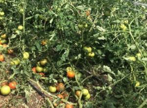 Մարզերը տուժել են կարկտահարությունից և ուժեղ քամուց