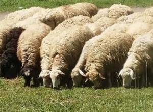 Over 2000 people attend sheep shearing festival in Tatev