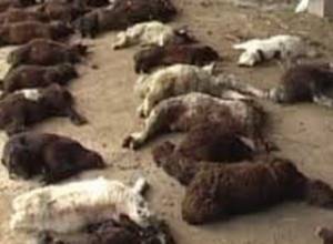 Wolves kill 100 sheep in Armenian village