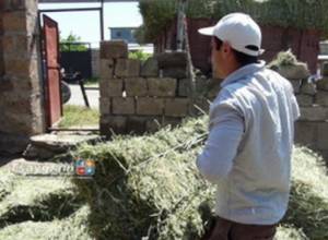 Farmers complain of high prices of hay