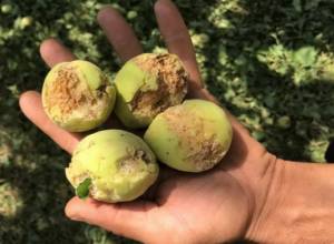 Կարկտահարությունից տուժել է 50 համայնք