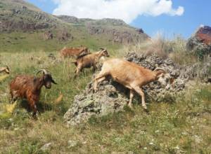 Գյուղական տուրիզմ. ինչ է առաջարկում Արտավանը