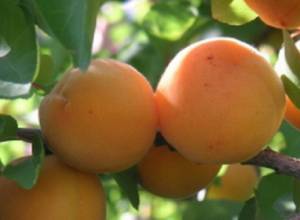 Ministry official reports nprecedented increase in apricot exports