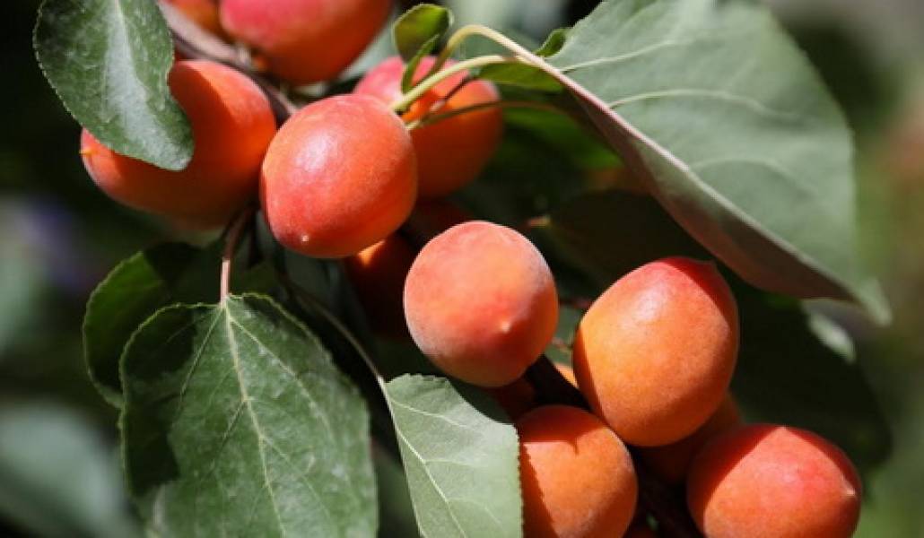 apricot-1