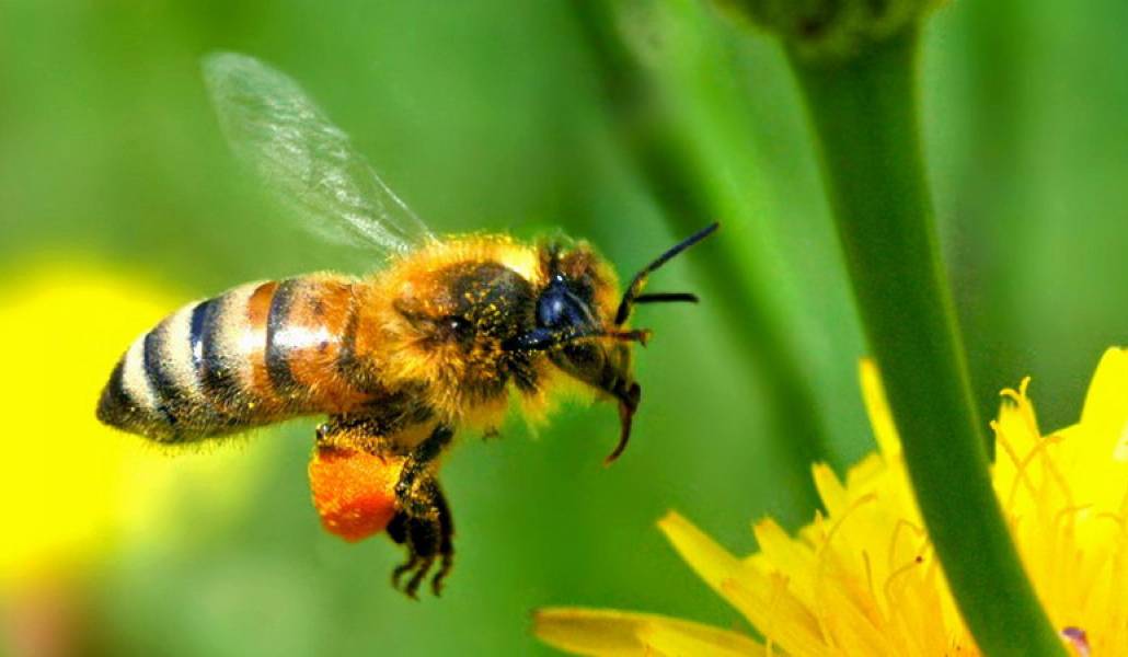 honey-bee