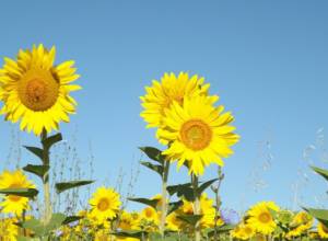 Temperature to rise in Armenia