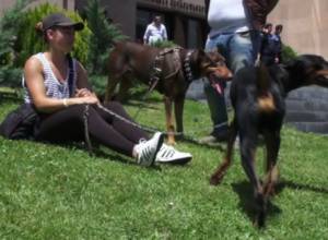 Для выгула собак представлены обособленные места