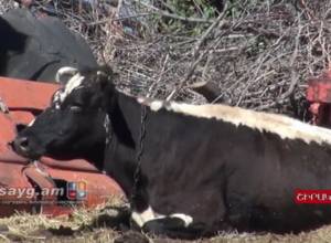 The only cow to slaughter the state taxes