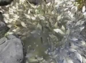Massive fish die-off in Armavir reservoir