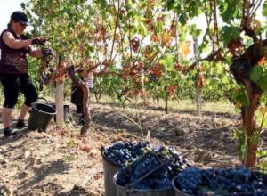 Artsakhpress: Grape harvest starts in Artsakh