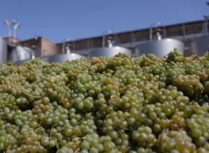 Стартовал процесс массовой закупки винограда