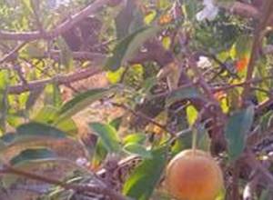 Если так будет продолжаться, деревья станут плодоносить дважды: Гагик Суренян