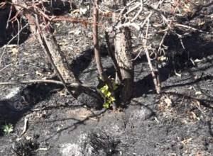 «Խոսրովի անտառ»-ը՝ հրդեհից հետո