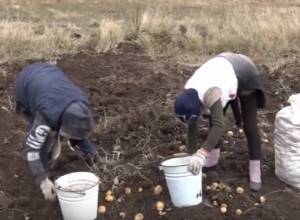 Կարտոֆիլագործները գոհ չեն բերքի քանակից