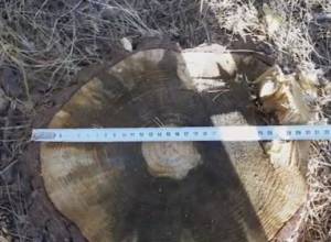 Pine trees cut down in the forest near Shirakavan